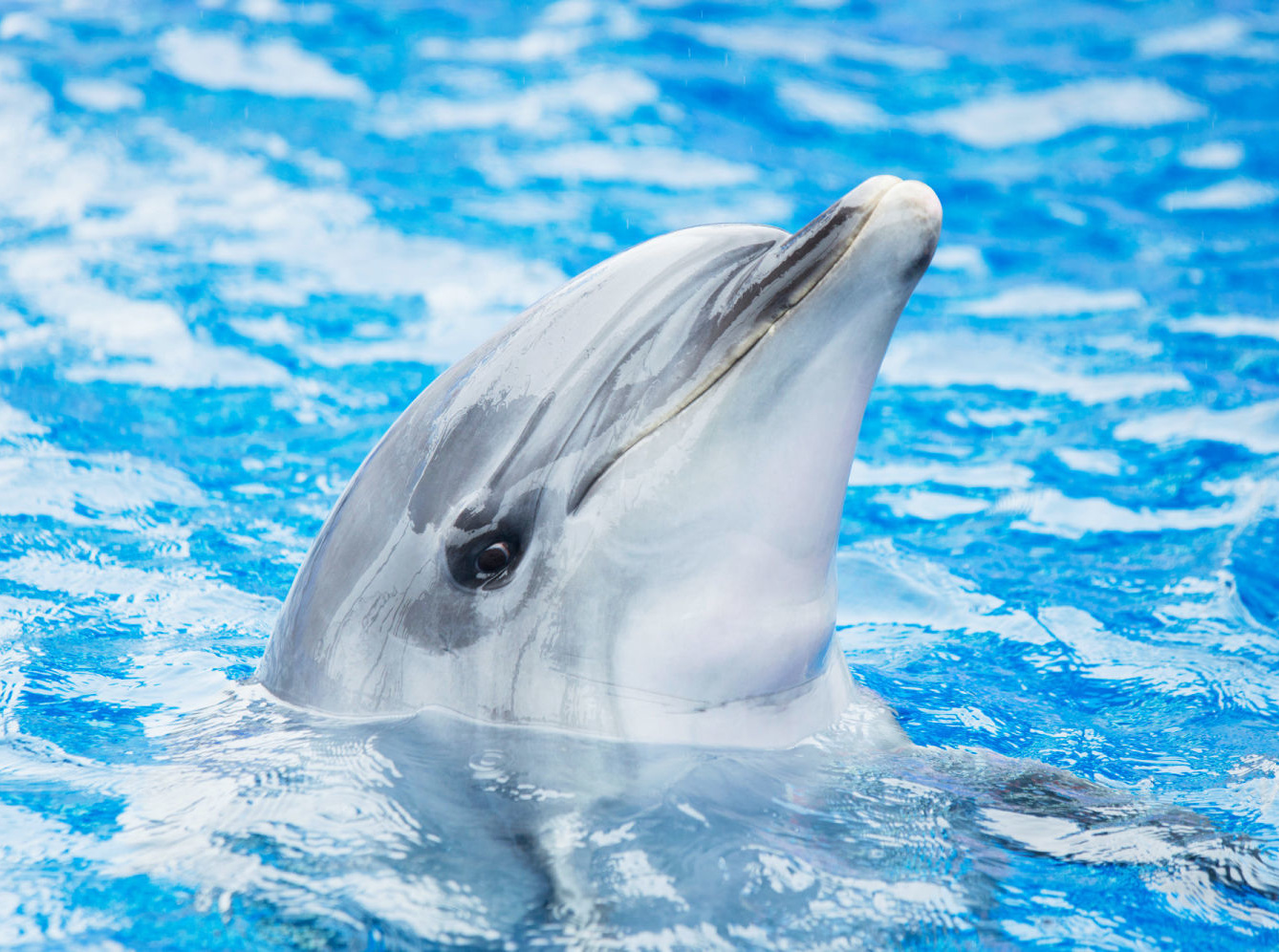 大分マリーンパレス水族館 うみたまご