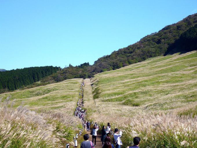 仙石原すすき草原