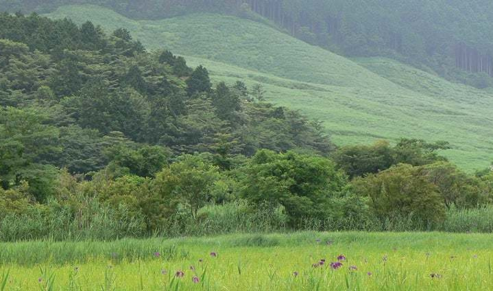 すすき草原