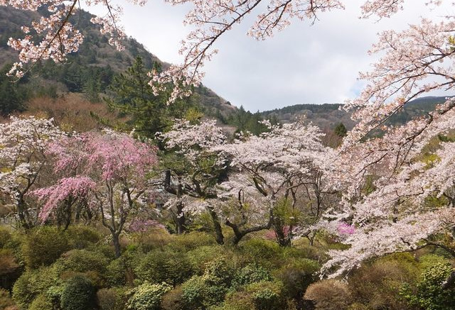 箱根小涌園 蓬莱園