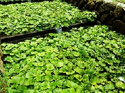 飲泉、自家源泉かけ流しの秘湯 観音温泉:わさび畑