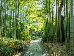 竹林の小径