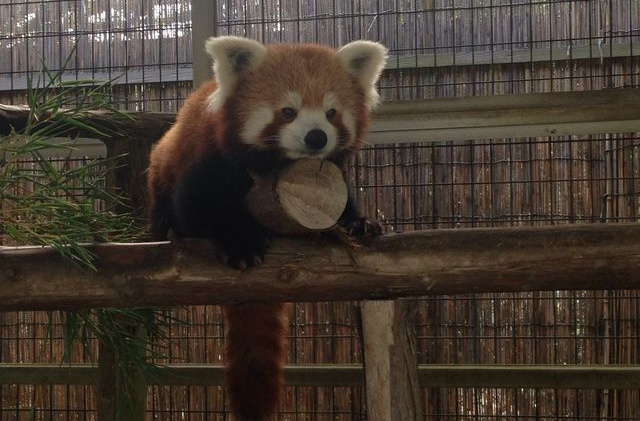 動物園 レッサーパンダ いる 日本 唯一 で ニシ て を は し 飼育