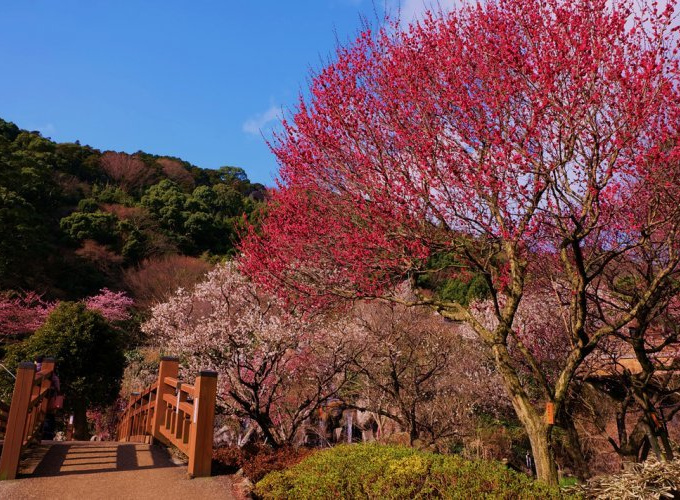 熱海梅園