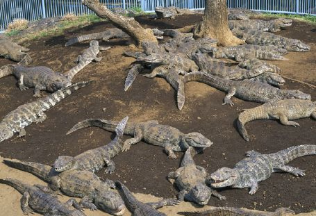 熱川バナナワニ園