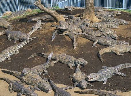 熱川バナナワニ園