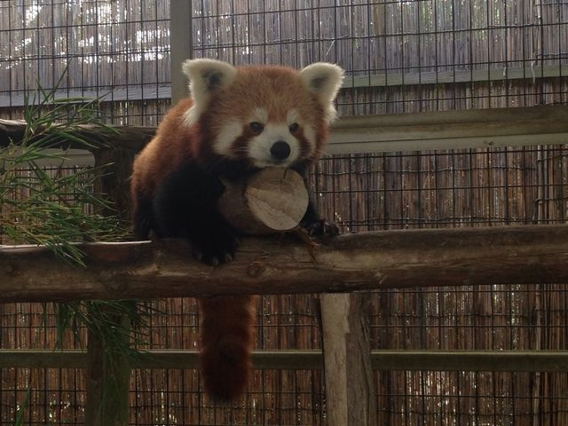 熱川バナナワニ園