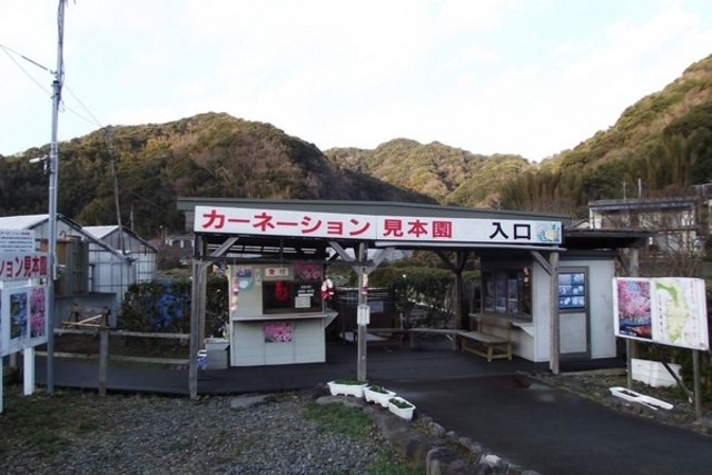 かわづカーネーション見本園