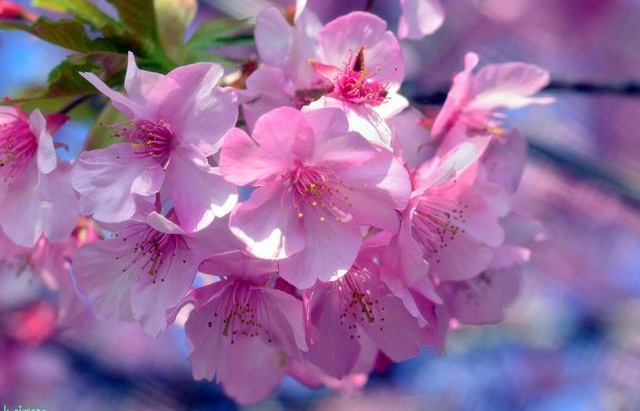 河津桜