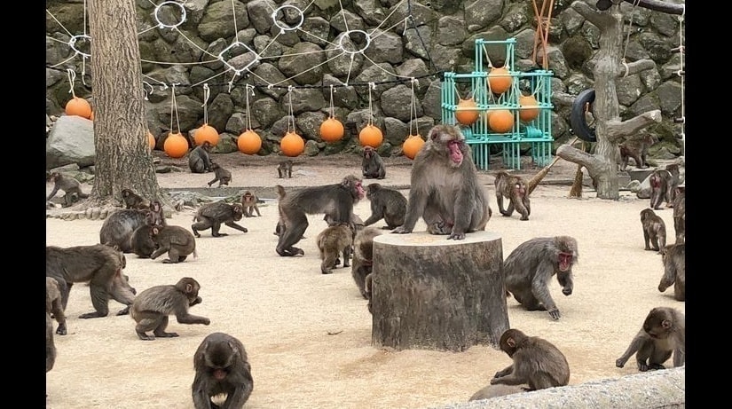 高崎山自然動物園